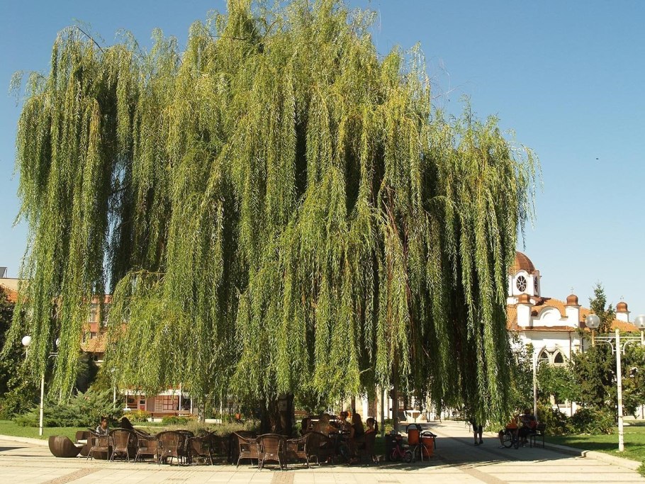 Ива белая плакучая тристис