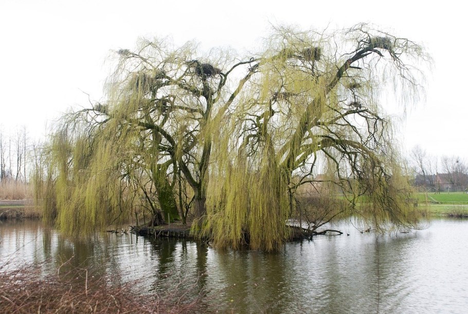 Ива плакучая