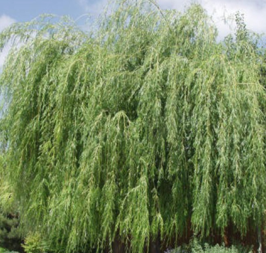 Ива белая “чермезина” (salix alba “chermesina”)