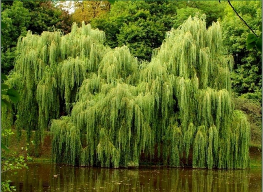 Weeping willow tree