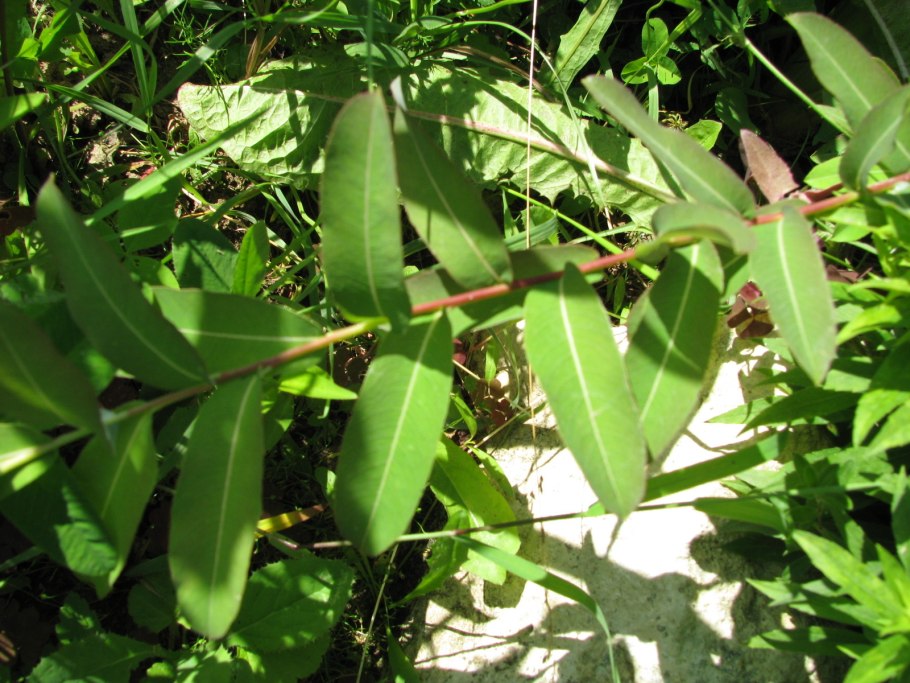 Жимолость куст листья