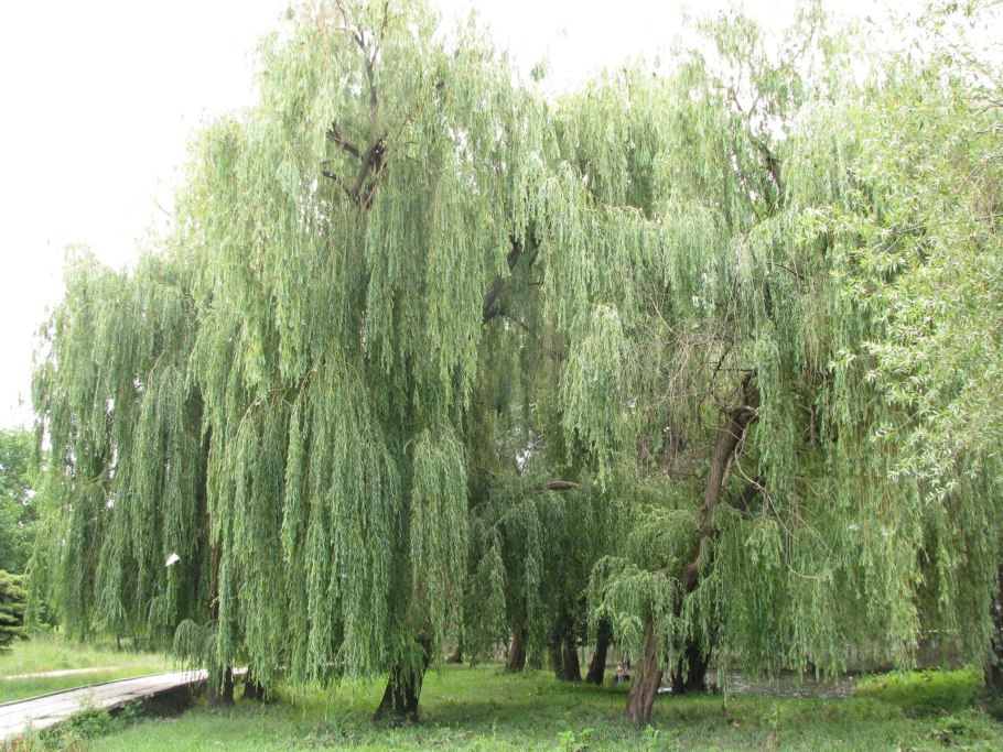 Ива белая salix alba
