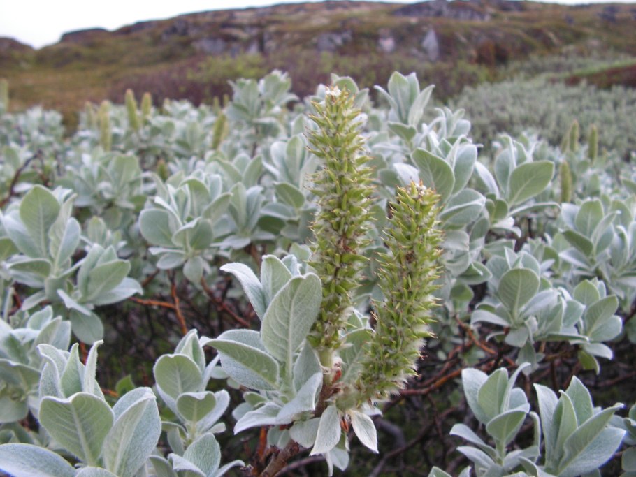 Ива мохнатая (Ланата)