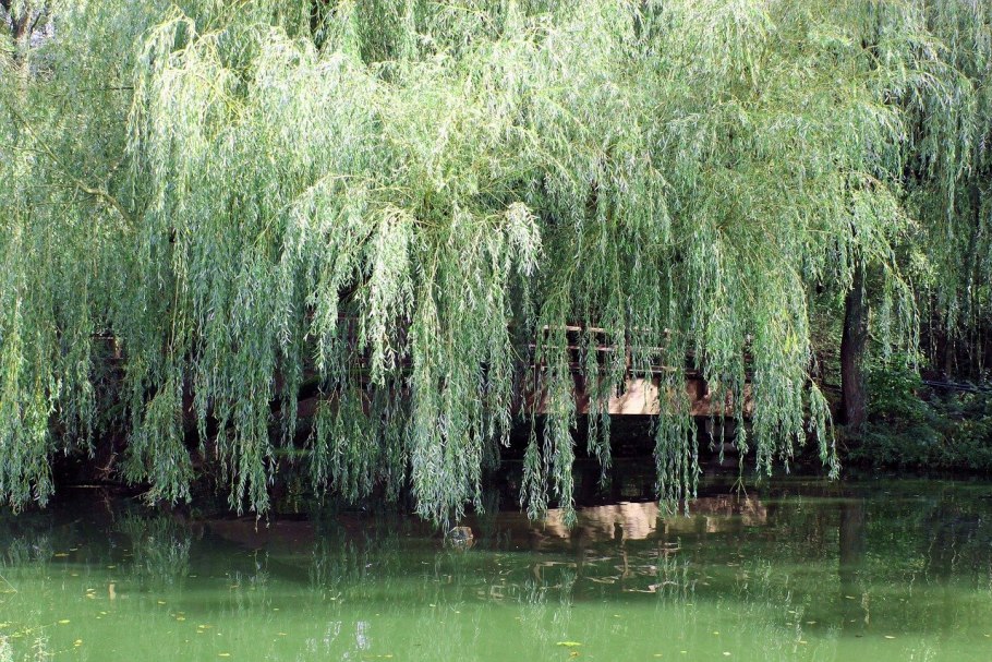 Weeping willow tree