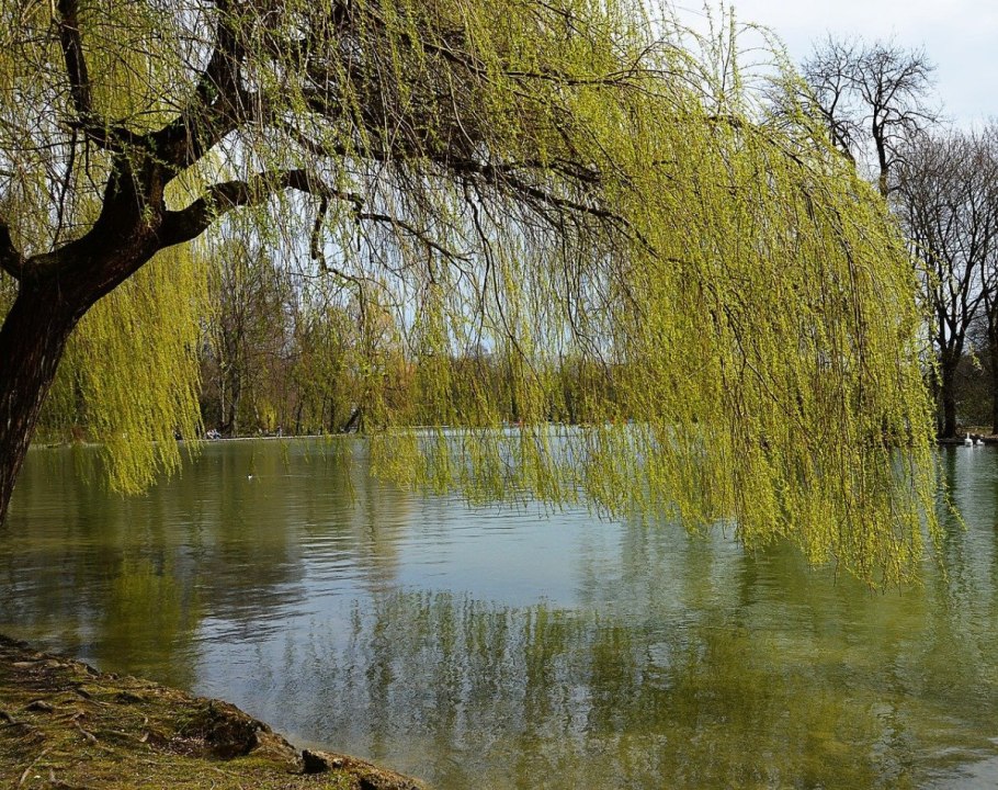 Weeping willow