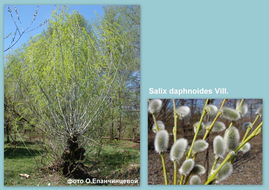 Salix caprea