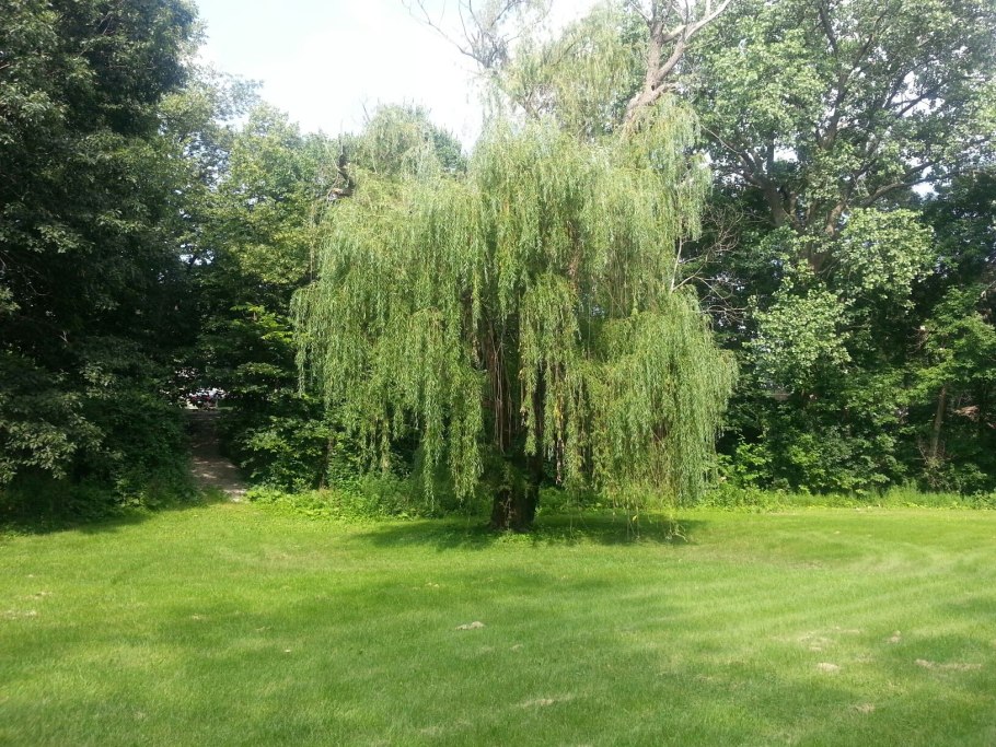Weeping willow tree
