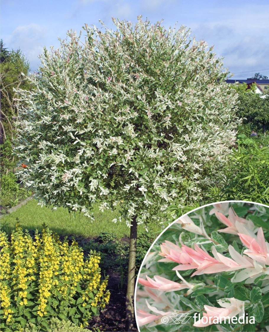 Хакуро нишики ива