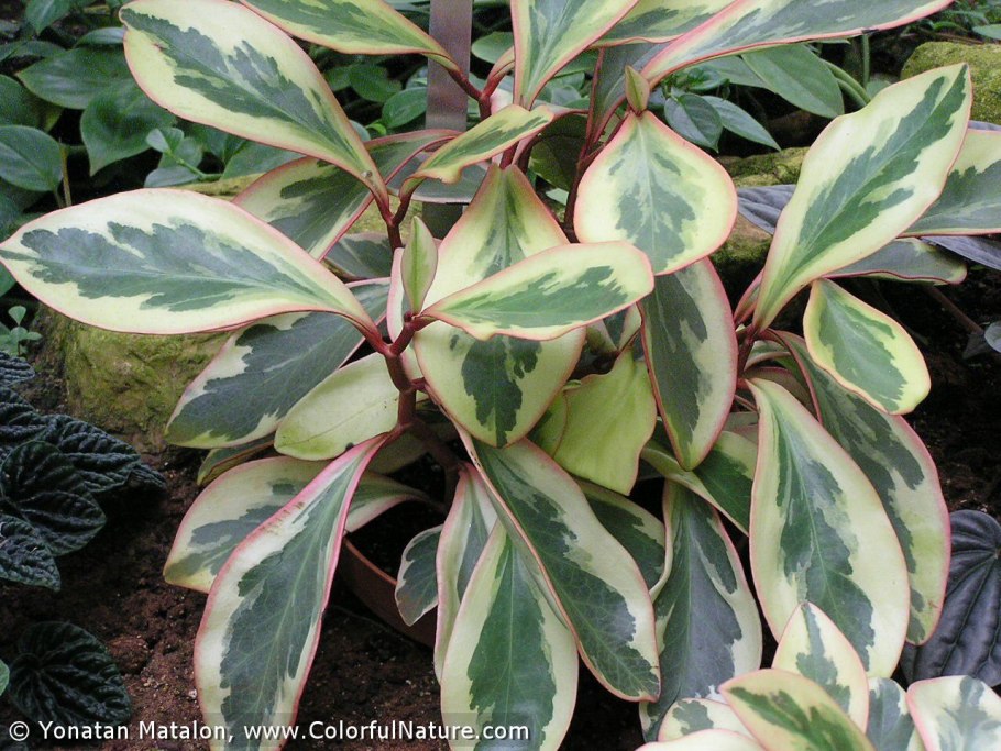 Копытень Asarum europaeum