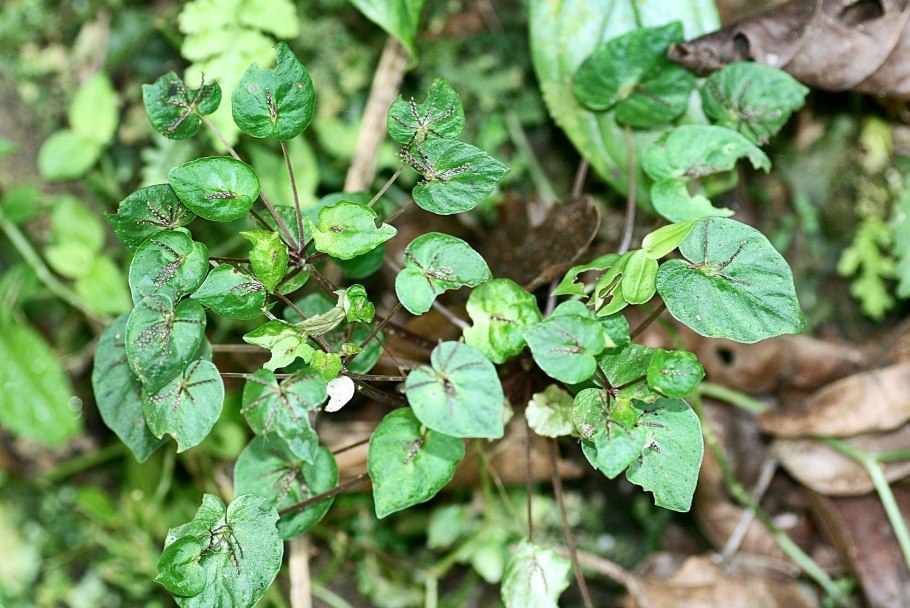 Порядок Перцевые