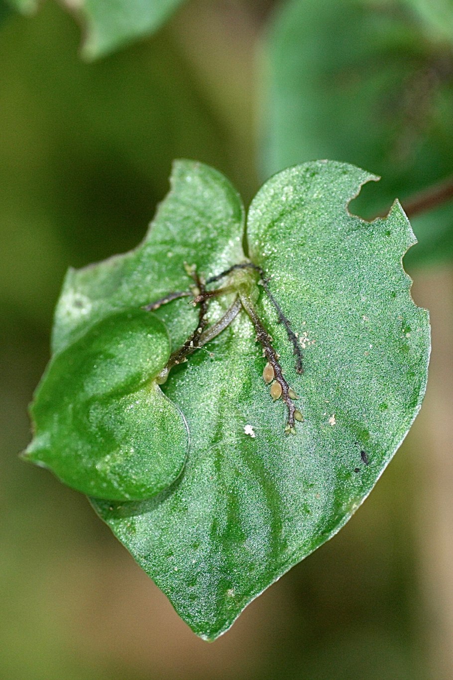 Пеперомия магнолиелистная