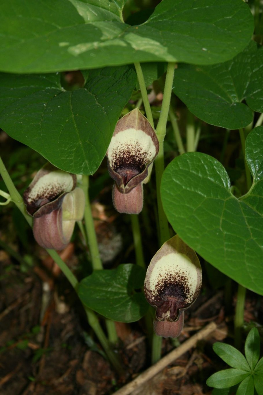 Aristolochia eriantha