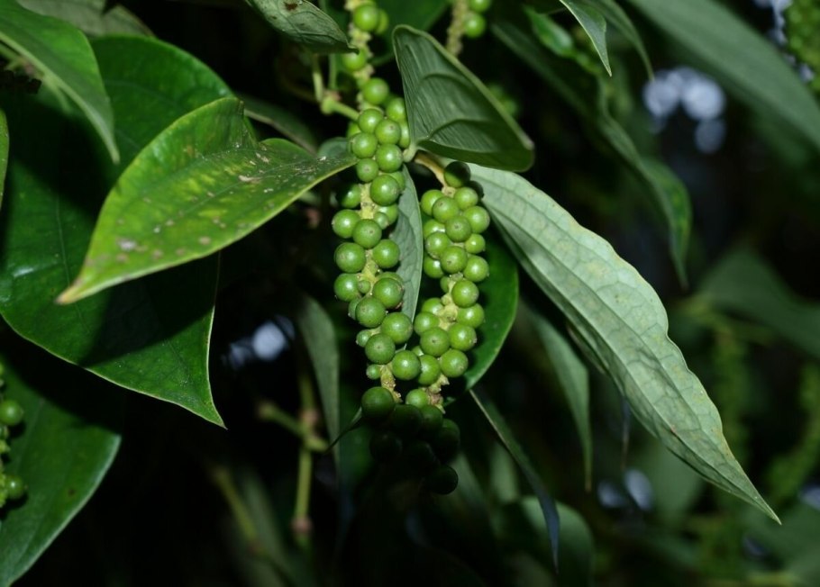 Тигридия Павлинья- Tigridia