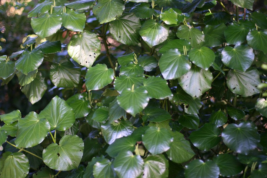 Aristolochia grandiflora SW.