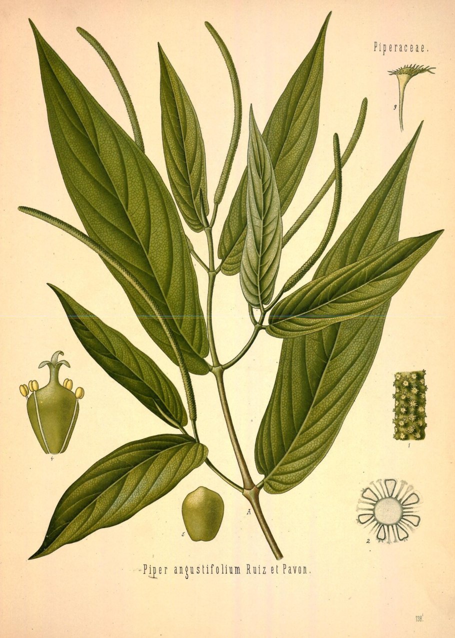 Piper angustifolium растение