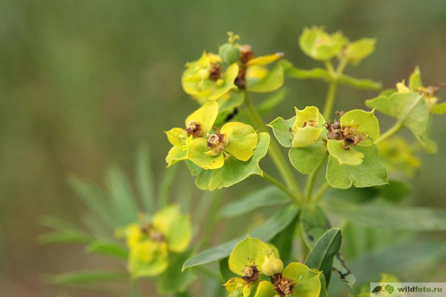 Молочай прутьевидный Euphorbia virgata