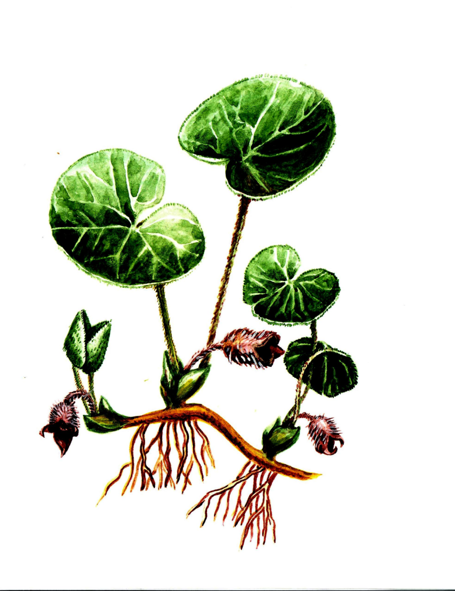 Кирказон грузинский