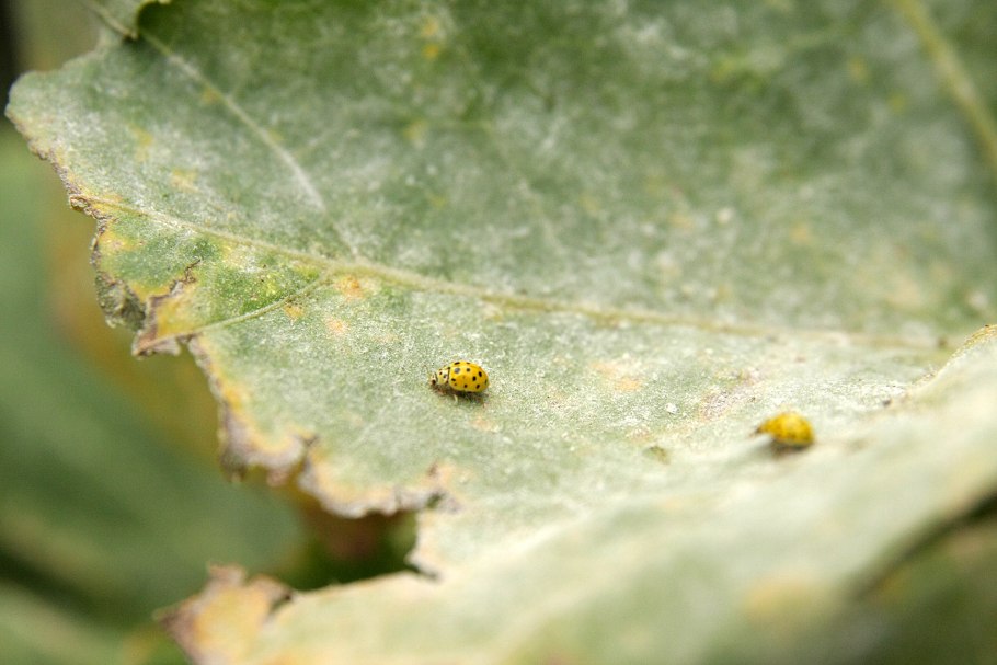 Аменопопсис калифорнийский