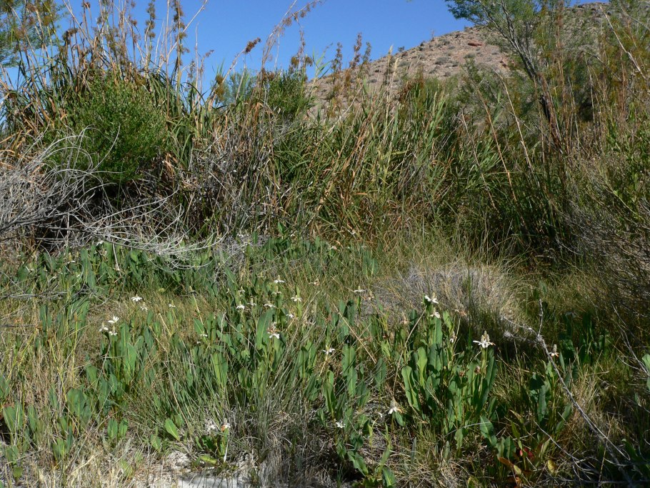 Жёлтая длиннорылая рыба-бабочка