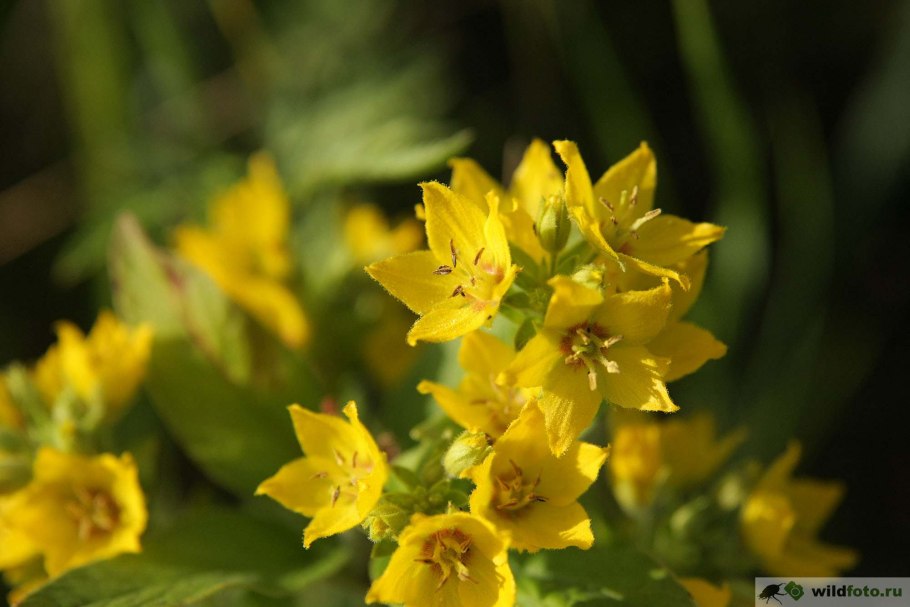 Мучнистая тля