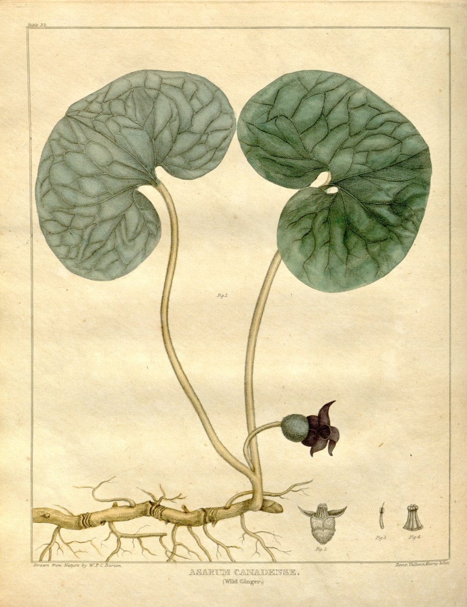 Scolochloa festucacea