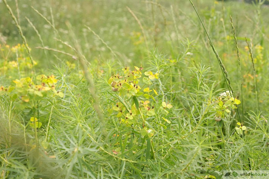 Молочай кипарисовый euphorbia cyparissias