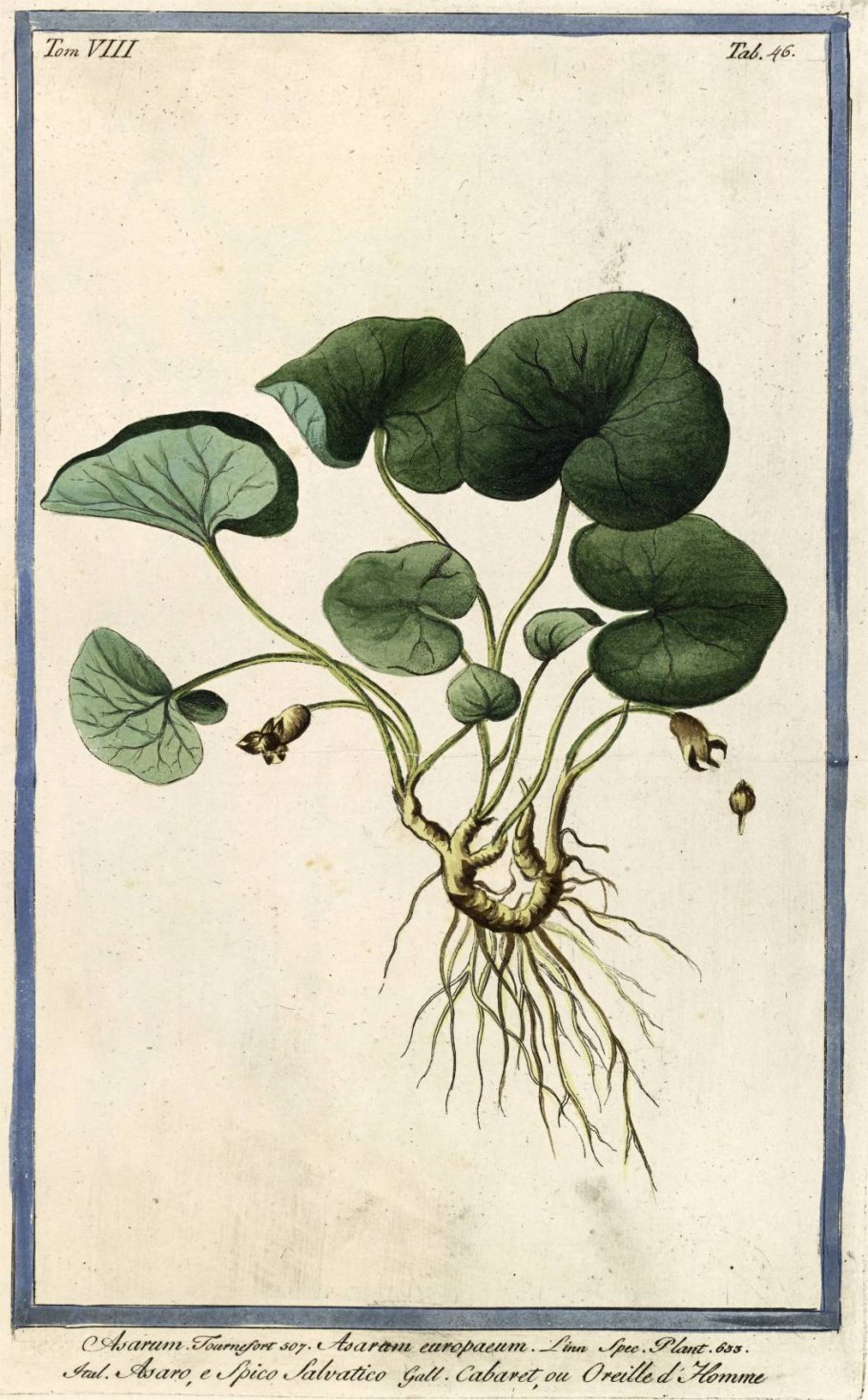 Копытень Ботаническая иллюстрация