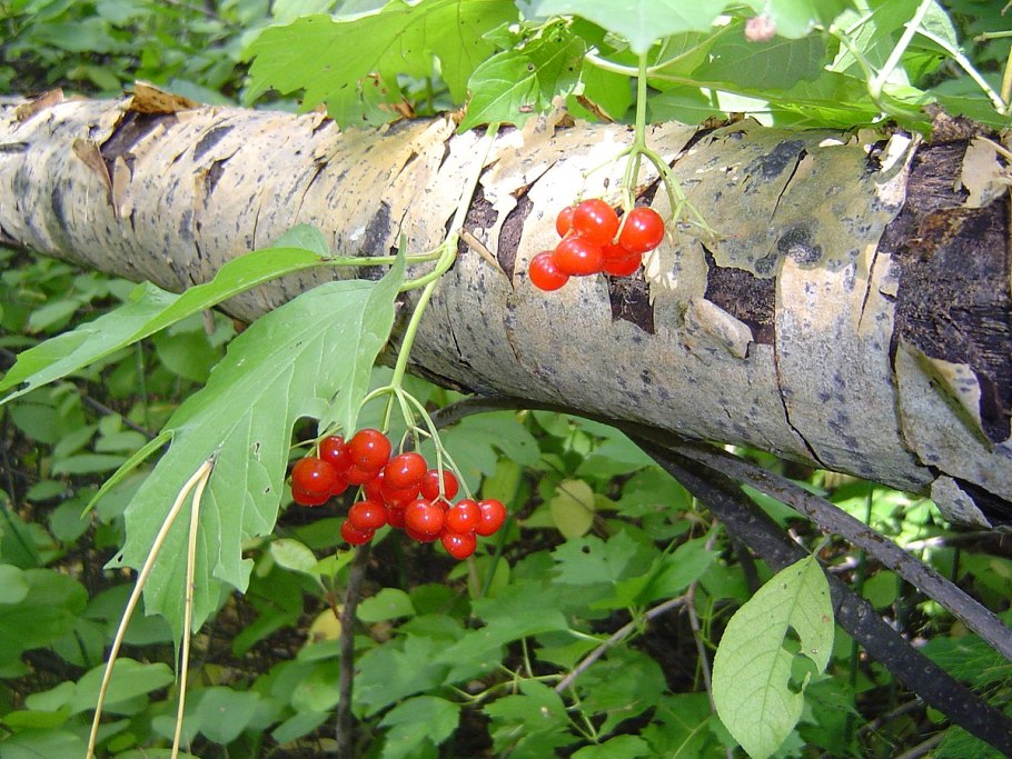 Калина (Viburnum) плод