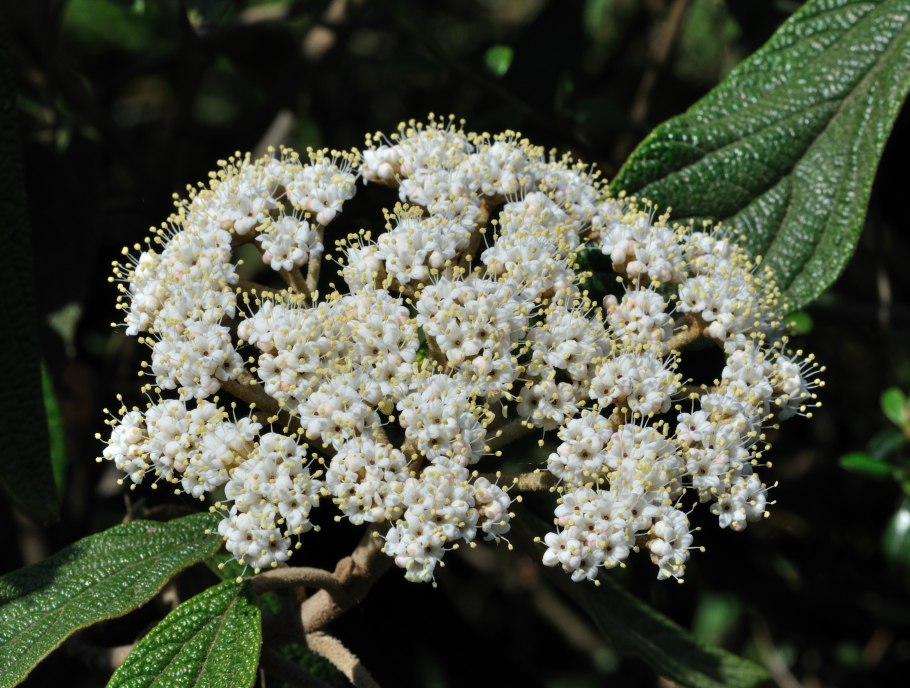 Калина Буреинская семена