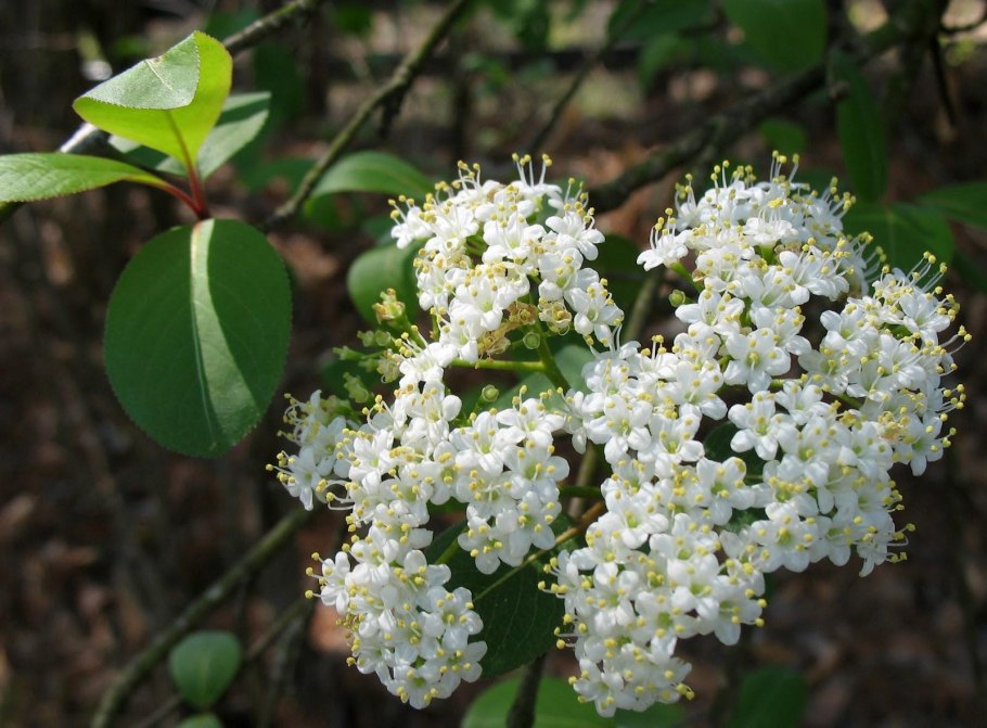Калина обыкновенная Жолобовская