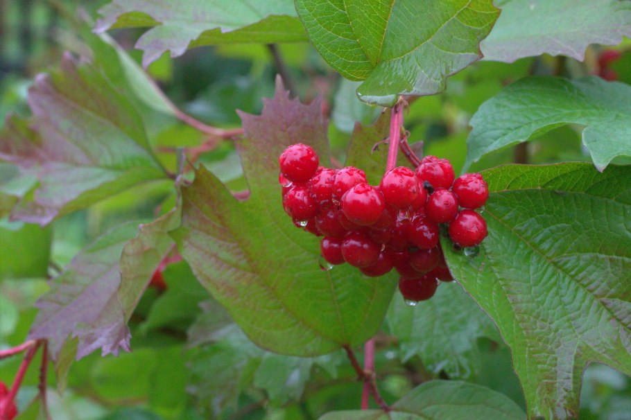 Калина обыкновенная ГФ