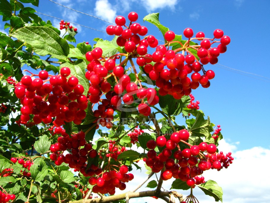 Калина обыкновенная Таежный Рубин