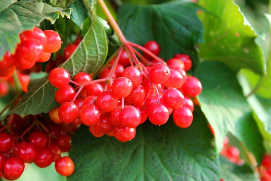 Калина витаминная