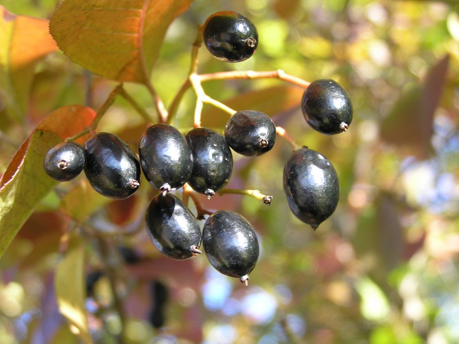 Ягоды калины желтая