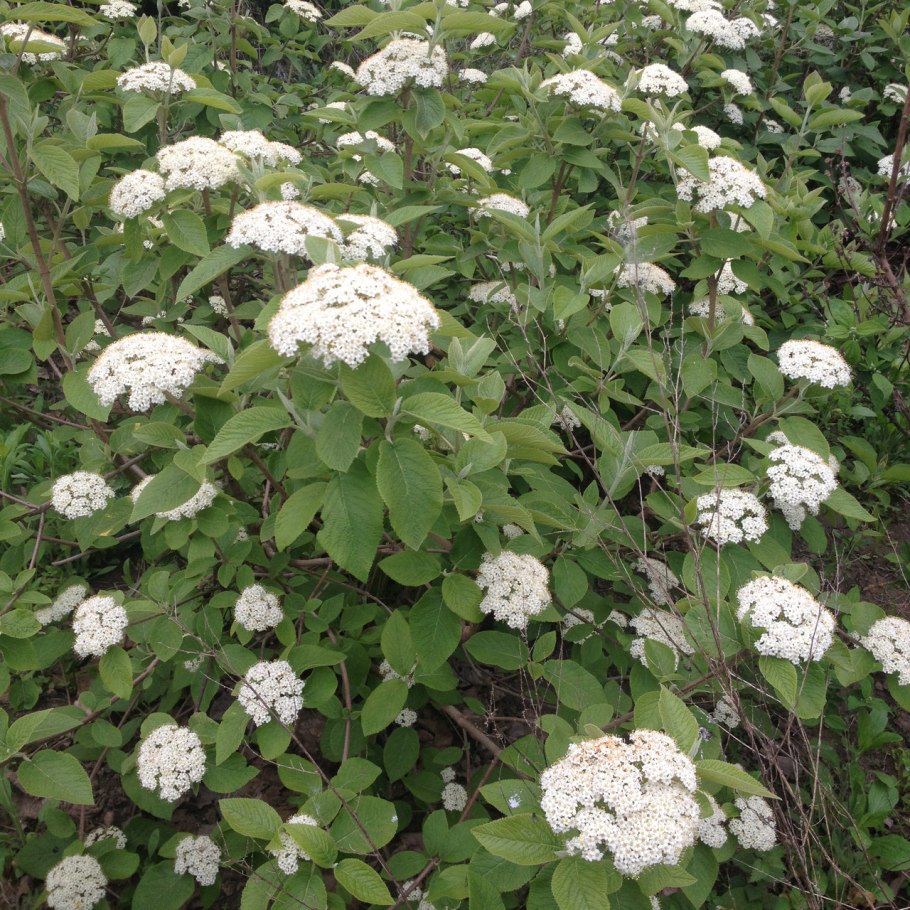 Viburnum SP