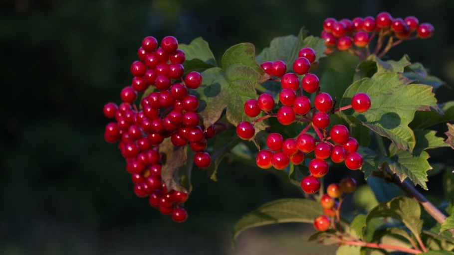 Калина Райта