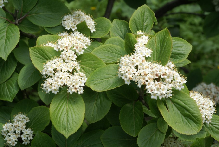 Калина Буреинская Viburnum burejaeticum