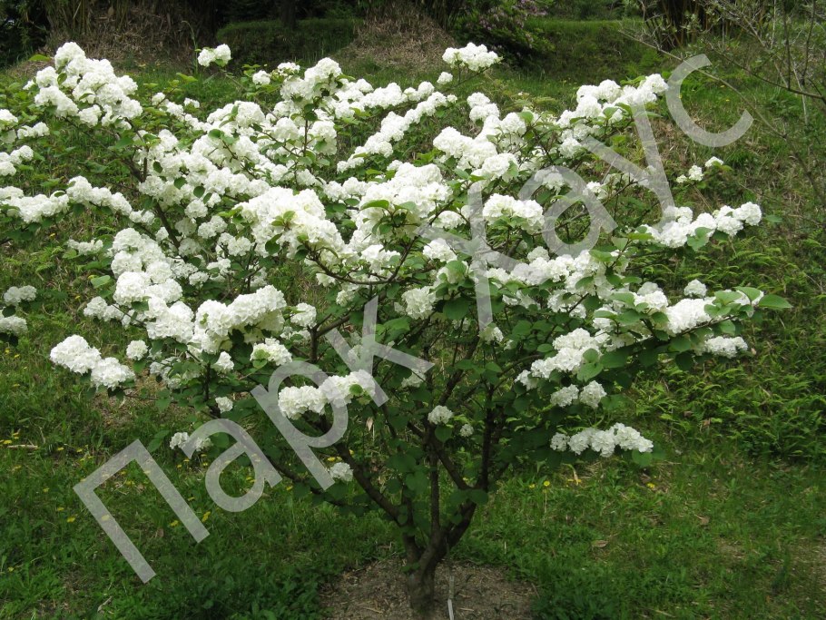 Калина Максимовича