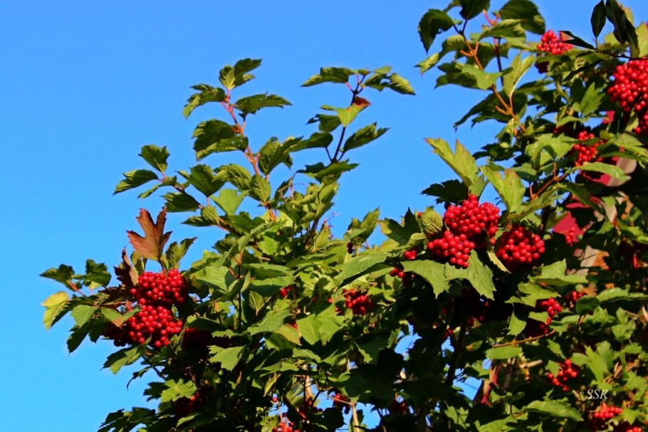 Калина от Кавида