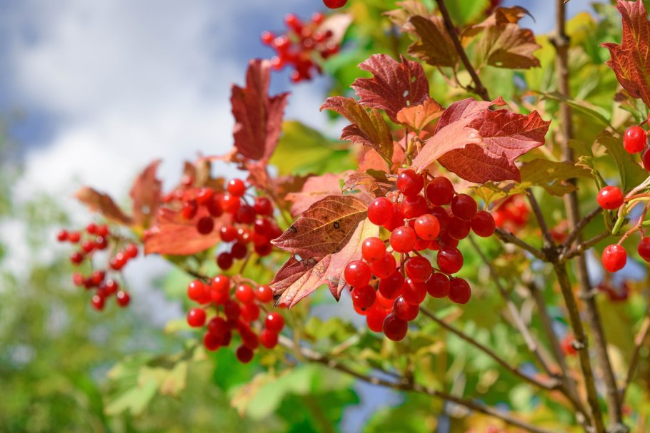 Ягода похожая на калину