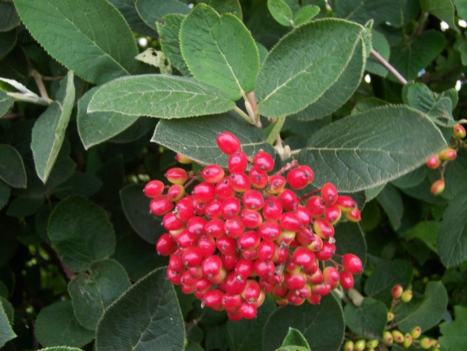 7010а Калина красная