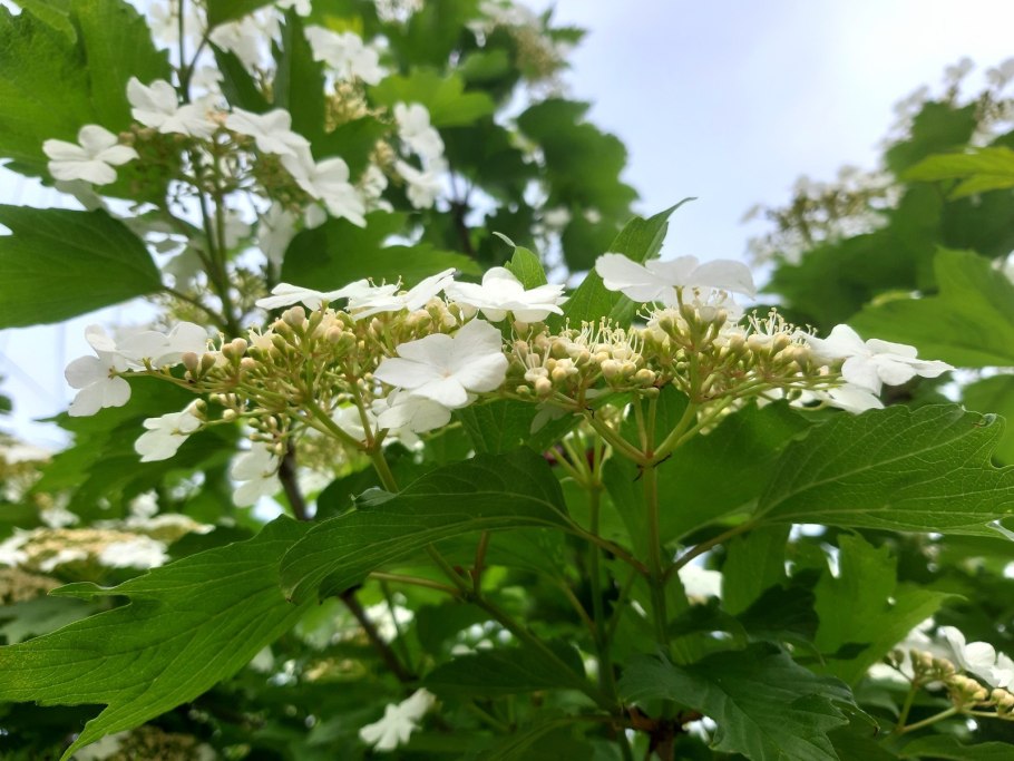 Калина (Viburnum)