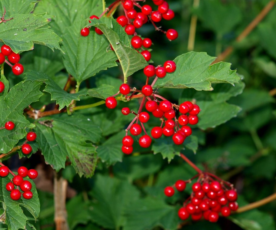 Калина обыкновенная Шукшинская