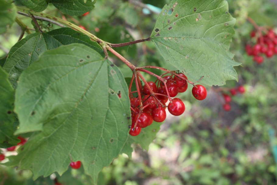 Калина (Viburnum) листья