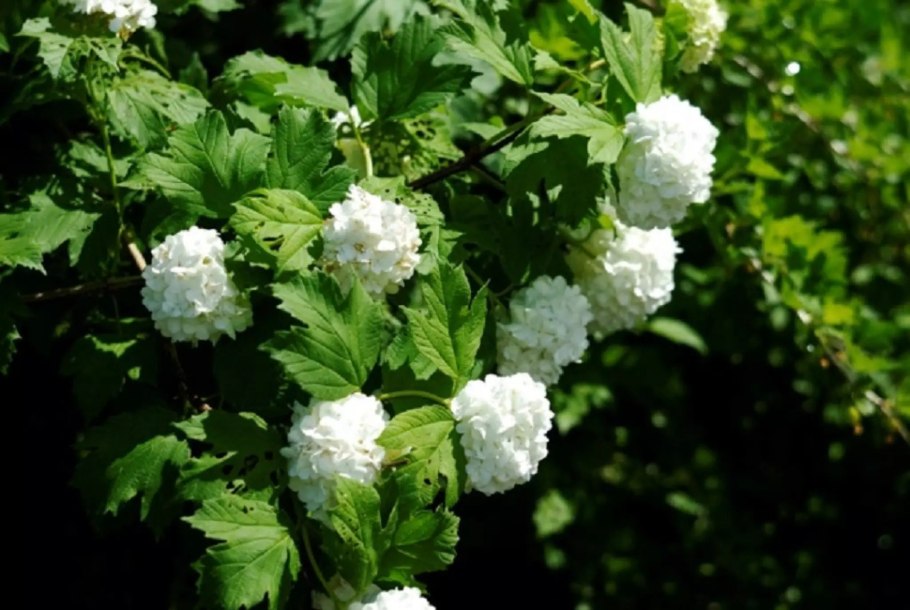 Калина лекарственная