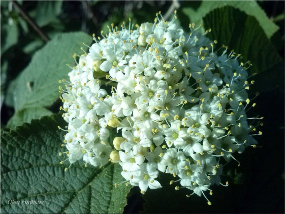 Калина черная гордовина