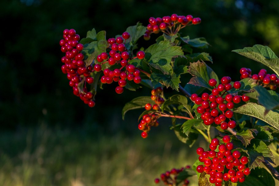 Калина сливолистная