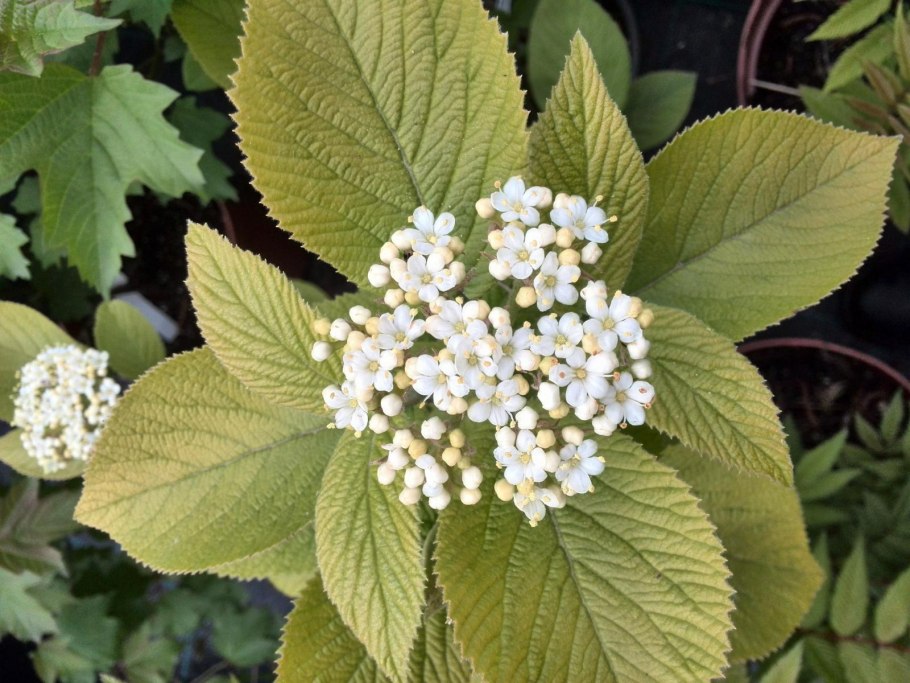 Куст Дикая Калина