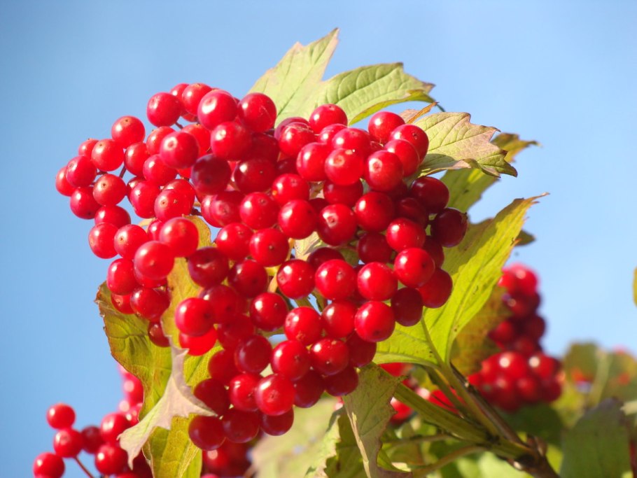 • Калина «Мария» куст