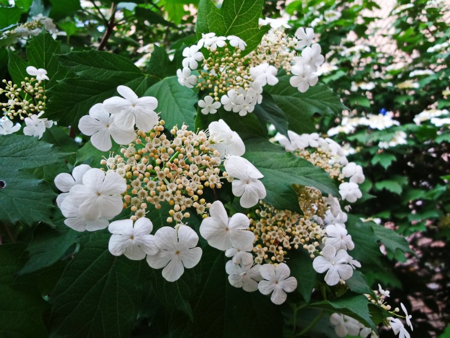 Калина обыкновенная viburnum opulus